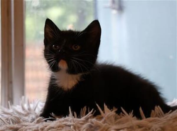 Ella, Merlin, Morgana und Robin!