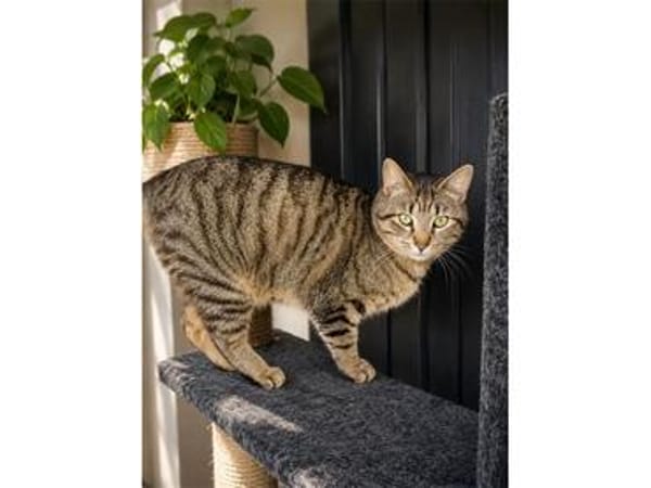 Zwei Kater - warten in 92342 Freystadt