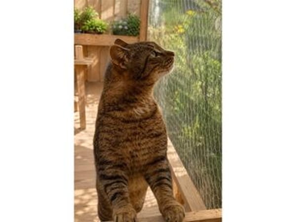 Zwei Kater - warten in 92342 Freystadt