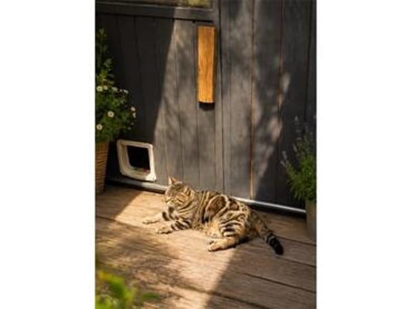 Zwei Kater - warten in 92342 Freystadt