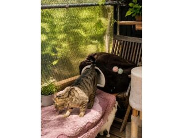 Zwei Kater - warten in 92342 Freystadt
