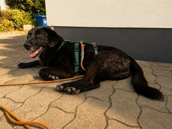 Santana - wartet in 90455 Nürnberg