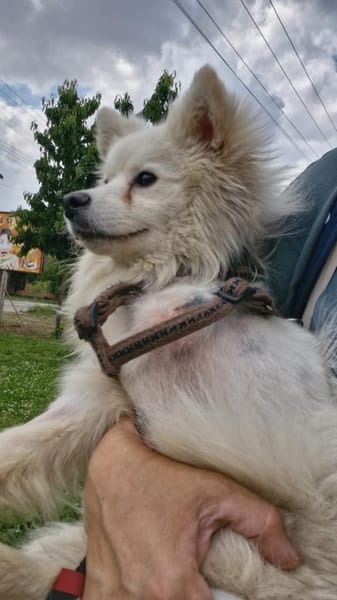 🐾 Vinni sucht eine Pflegestelle oder sein Zuhause