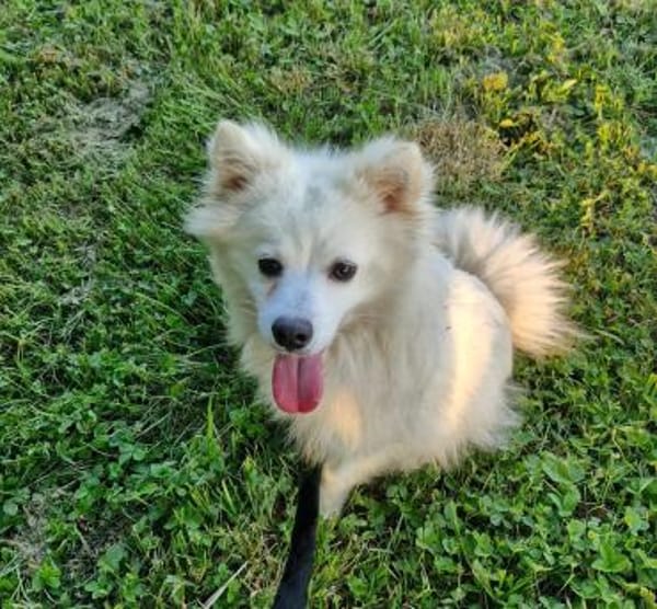 🐾 Vinni sucht eine Pflegestelle oder sein Zuhause