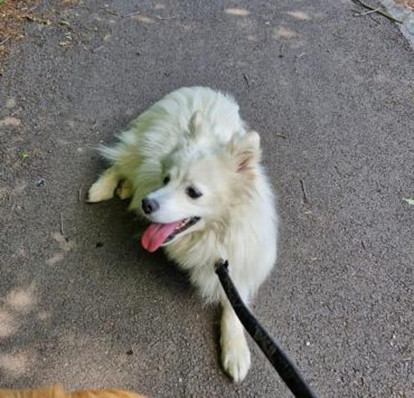 🐾 Vinni sucht eine Pflegestelle oder sein Zuhause