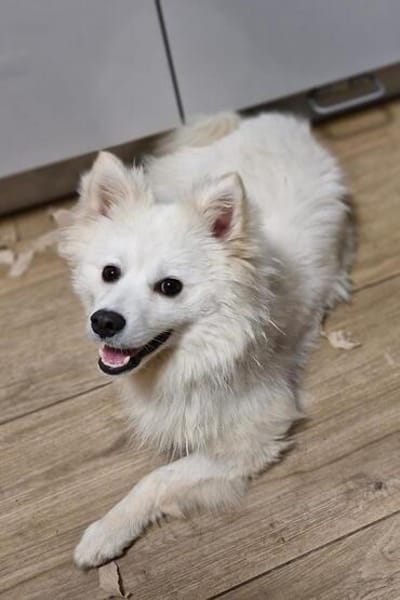 🐾 Vinni sucht eine Pflegestelle oder sein Zuhause