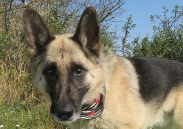 Alter Schäferhund sucht Paten / Gnadenplatz