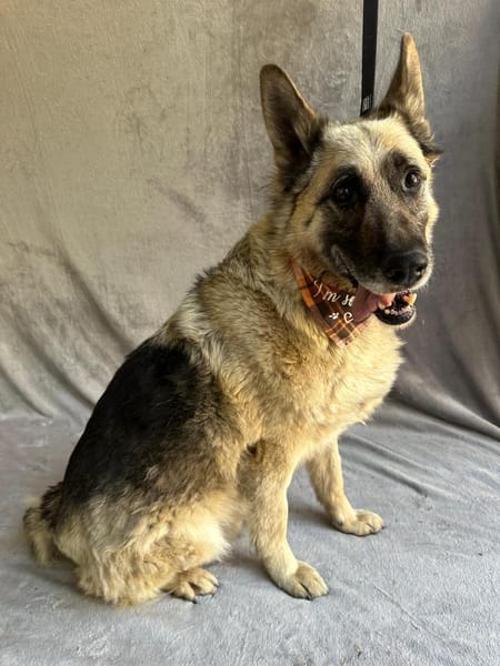 Alter Schäferhund sucht Paten / Gnadenplatz