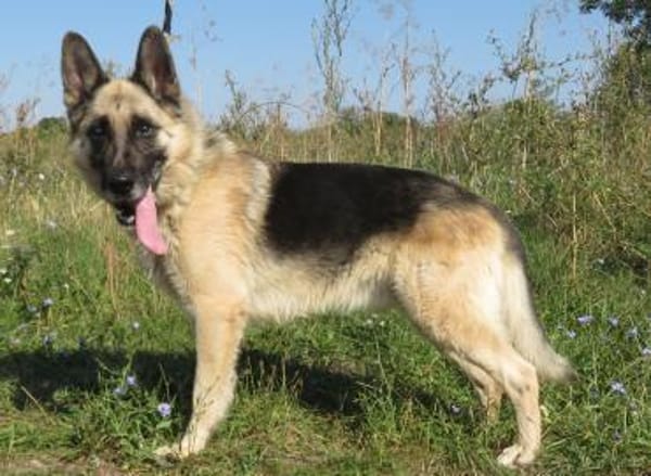 Alter Schäferhund sucht Paten / Gnadenplatz