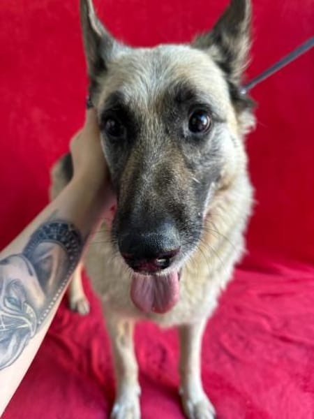 Alter Schäferhund sucht Paten / Gnadenplatz