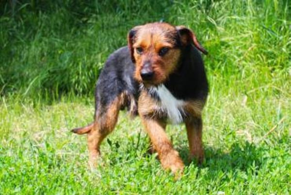 sensibler Junghund sucht Herzensmensch