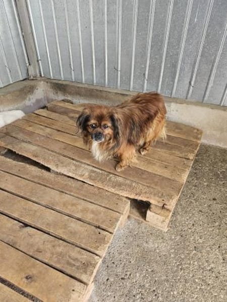 Bonnie, kleines Pekinesen Männlein