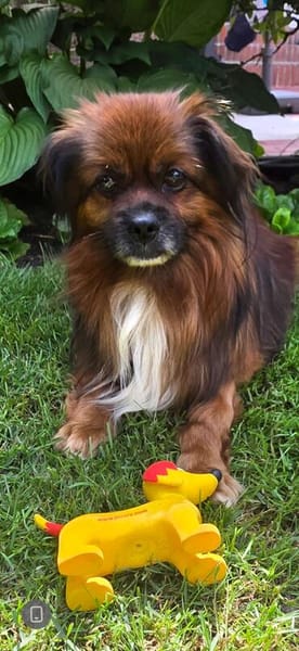 Bonnie, kleines Pekinesen Männlein