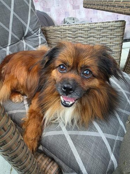 Bonnie, kleines Pekinesen Männlein