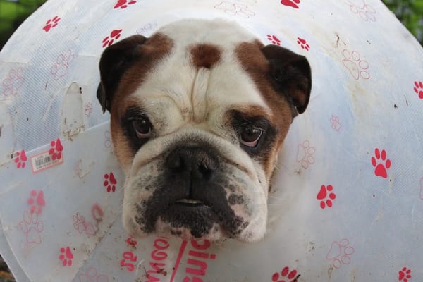 ouldog