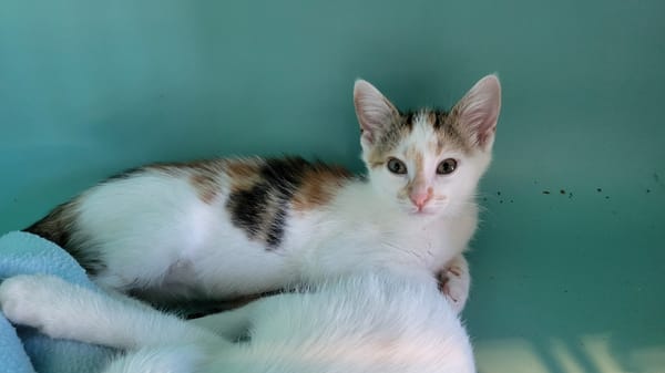 Bella
