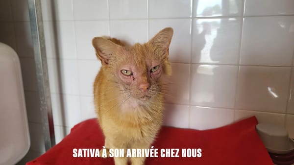 sativa