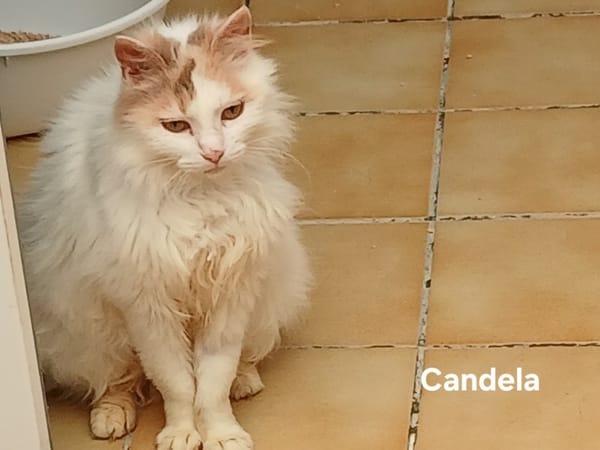 Candela