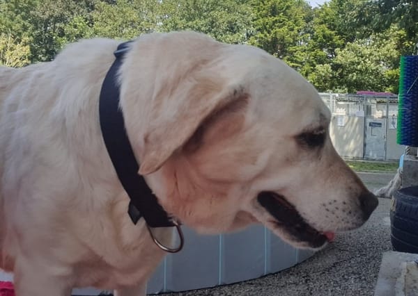 Douguette (en cours d'adoption)