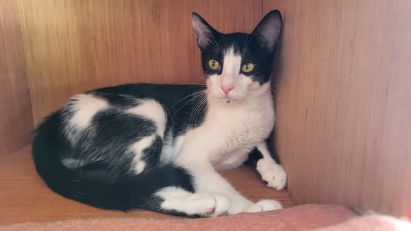 bouba