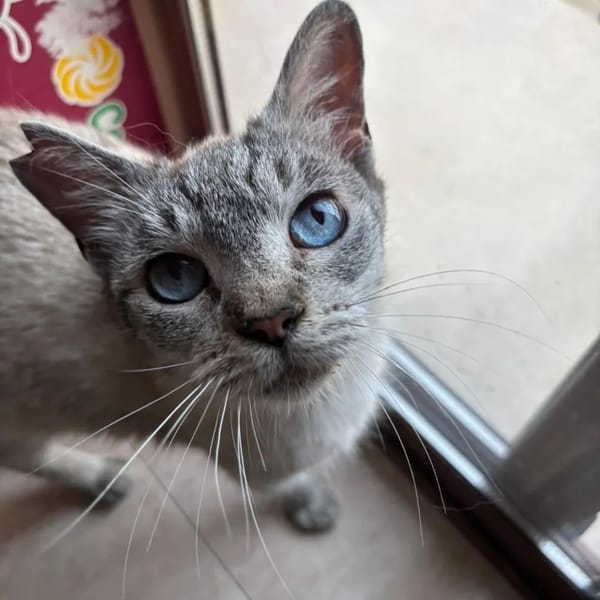 YAYA