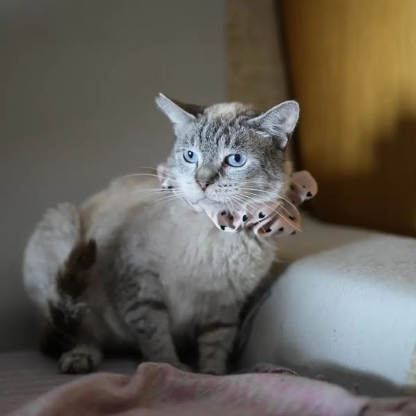 YAYA
