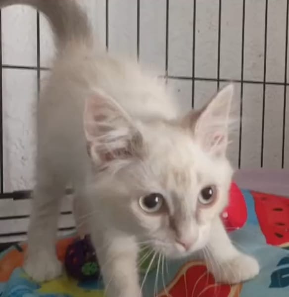 MILI