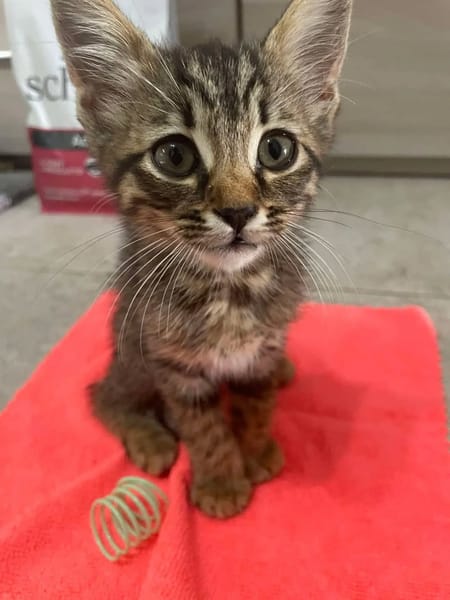 Oliver