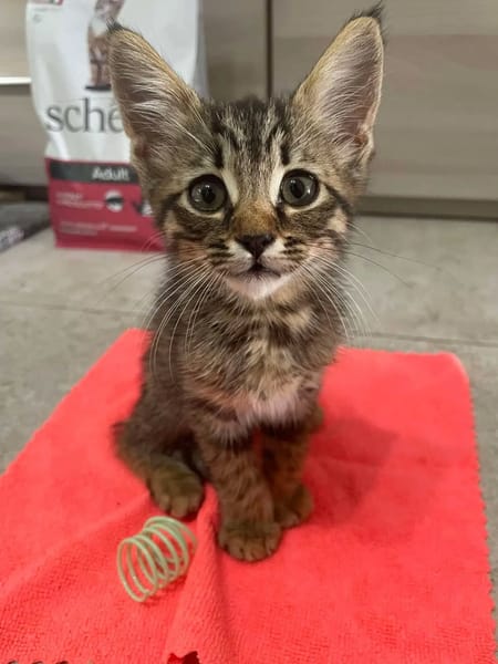 Oliver