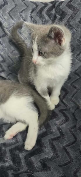 Ozi