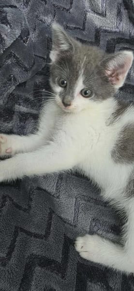 Leo
