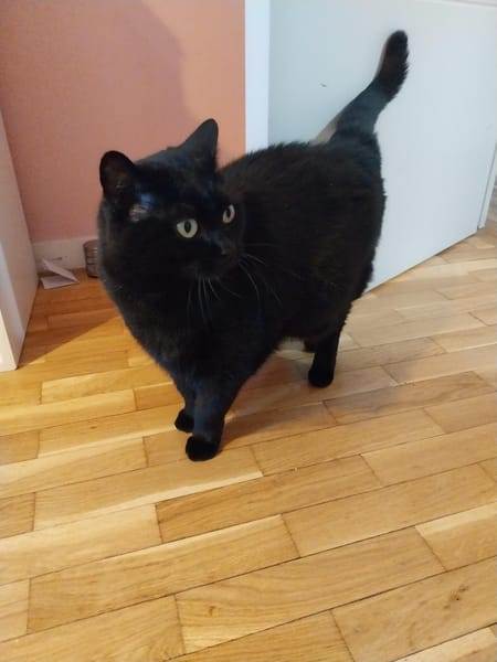Tsuki
