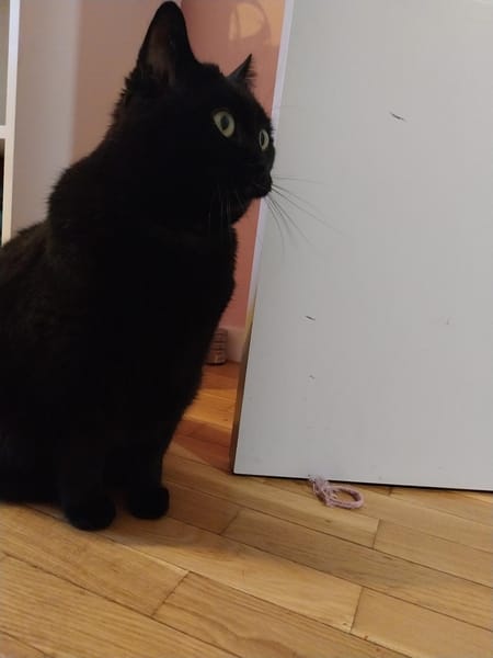 Tsuki