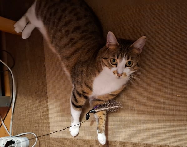 Maya