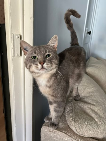 Ollie