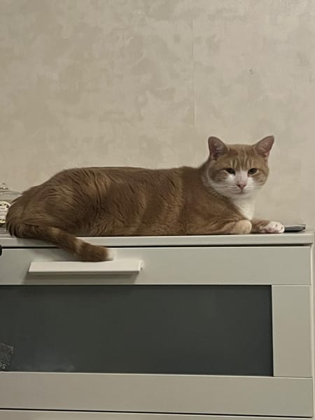 Nicolas