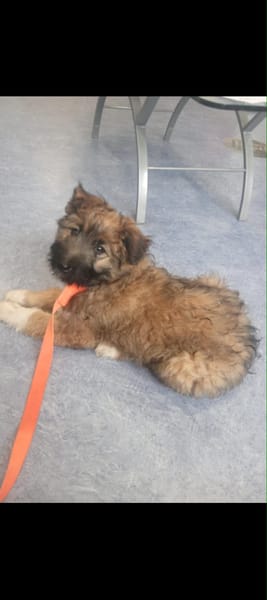 MYSTIE, CHIOT FEMELLE CROISEE BORDER GRIFFON