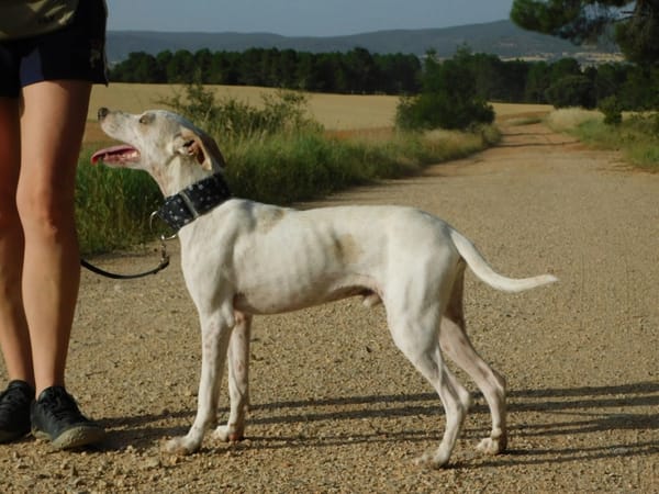 PUCK, petit chien de 9 kg