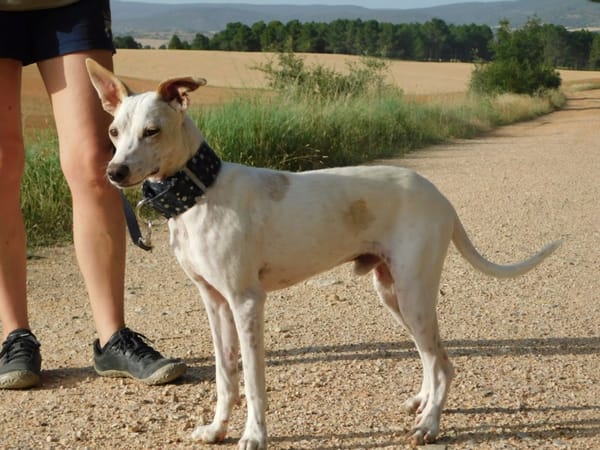 PUCK, petit chien de 9 kg