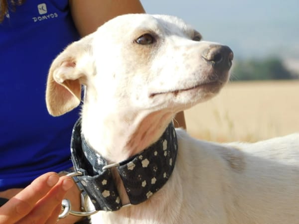 PUCK, petit chien de 9 kg