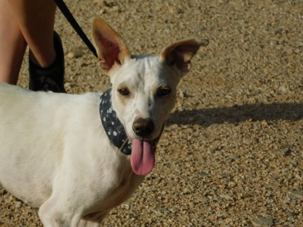 PUCK, petit chien de 9 kg