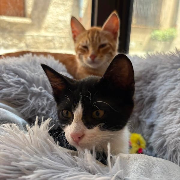 BALOU et MALOU