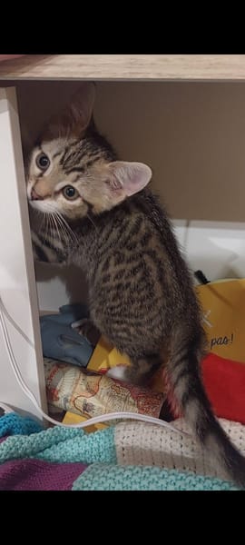 POCO