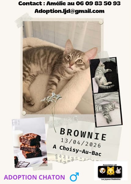 Brownie