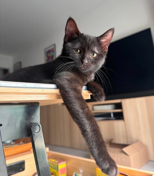 ÉCHO ADOPTABLE AVEC UN COPAIN CHAT