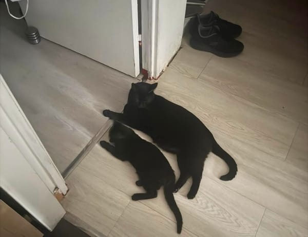 ÉCHO ADOPTABLE AVEC UN COPAIN CHAT