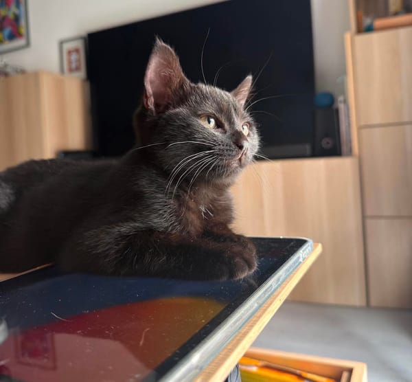 ÉCHO ADOPTABLE AVEC UN COPAIN CHAT