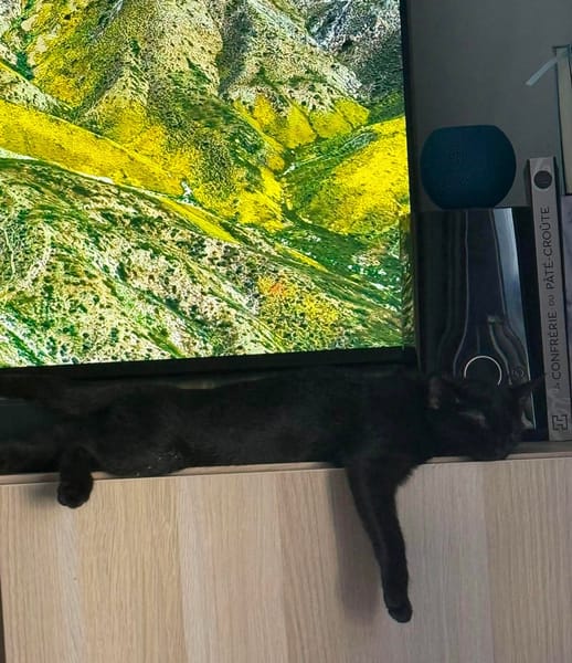 ÉCHO ADOPTABLE AVEC UN COPAIN CHAT