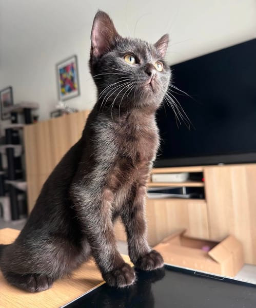 ÉCHO ADOPTABLE AVEC UN COPAIN CHAT