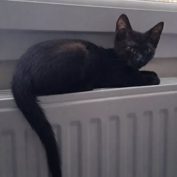 Mercredi